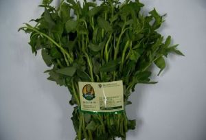 永豐藤蕹 永豐藤蕹