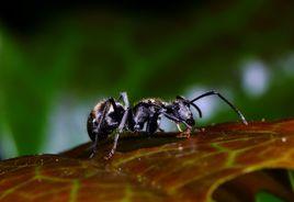 早熟動物 早熟動物