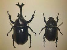 雙叉犀金龜成蟲