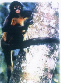黑蜘蛛猴