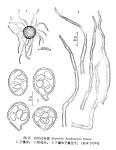 班氏白粉菌 班氏白粉菌