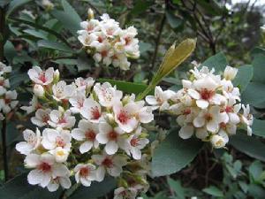 春花木石斑木、雷公樹