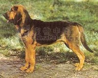 尋血犬