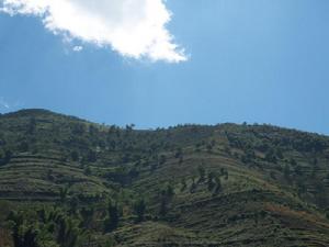 雪華自然村-林地資源