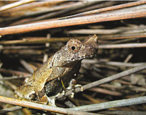 短腳角蟾 短腳角蟾