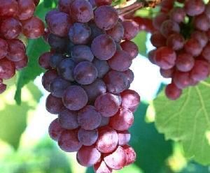 馬陸葡萄 馬陸葡萄