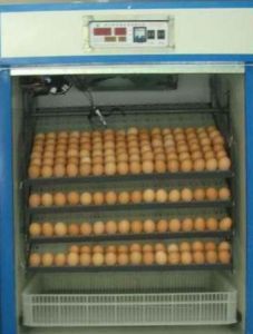 孵化機 孵化機