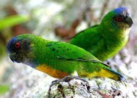 吉溫侏鸚鵡 吉溫侏鸚鵡