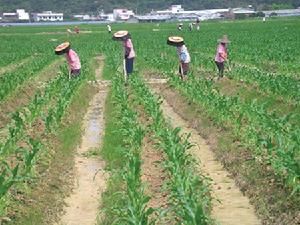 平潭鎮工人們正在給甜玉米苗除草鬆土