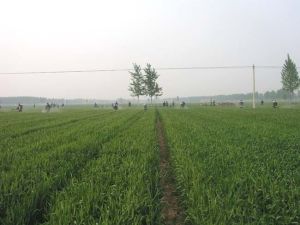 吳家拐村 吳家拐村