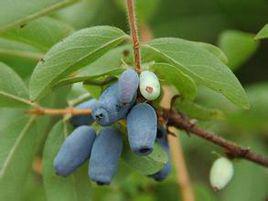 藍鳥[俄羅斯的藍靛果忍冬品種]