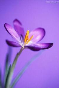 藏紅花屬 藏紅花屬