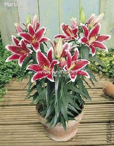 切花百合 切花百合