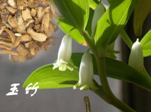 滋陰養氣之藥——玉竹