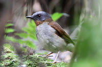 紅喉鴝鶇 紅喉鴝鶇