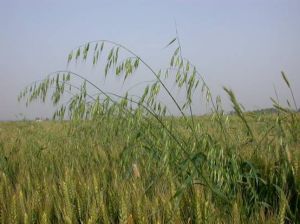 博智高鈣燕麥植物奶 博智高鈣燕麥植物奶