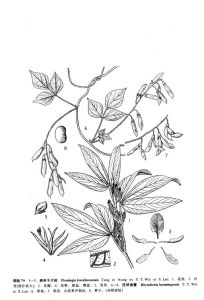 貴州千斤拔 貴州千斤拔