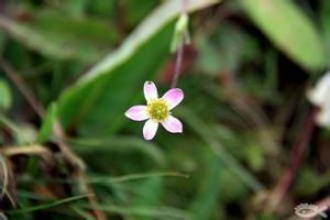 若爾蓋毛茛 若爾蓋毛茛