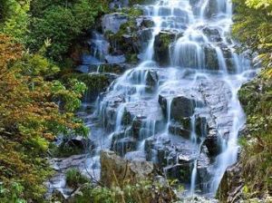 鳳陽山-百山祖國家級自然保護區 