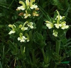 琴盔馬先蒿 琴盔馬先蒿