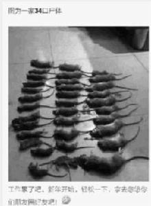 老鼠滅門案 老鼠滅門案