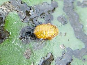 菱角螢葉甲(圖1)