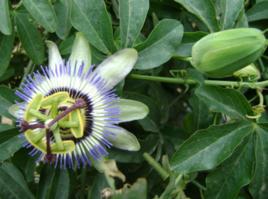 白花雞蛋果 白花雞蛋果