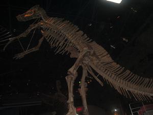 巨型山東龍 巨型山東龍