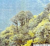 哀牢山國家自然保護區 哀牢山國家自然保護區