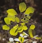 榿木鼠李 榿木鼠李