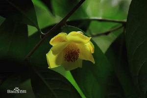 金花茶系 金花茶系