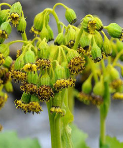 褐毛橐吾 褐毛橐吾