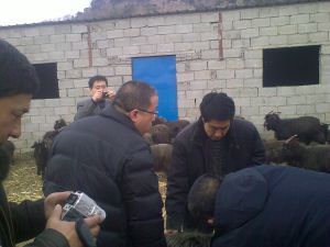 牙山黑山羊 牙山黑山羊