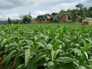拉巴密村特色產業-烤菸