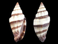 黑帶筆螺 黑帶筆螺