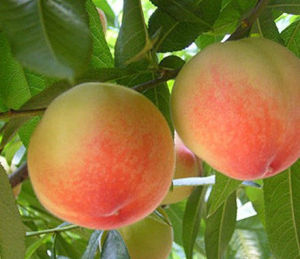 萬豐水蜜桃 萬豐水蜜桃