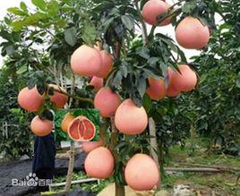 三紅柚苗 三紅柚苗