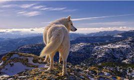 瘋狂的北極狼 瘋狂的北極狼