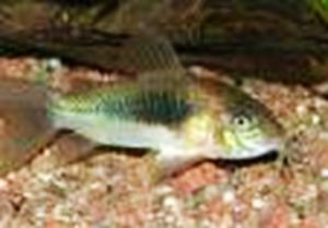 布氏兵鯰 布氏兵鯰