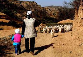 陝北山地羊 陝北山地羊