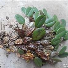 雲南貝屬 雲南貝屬