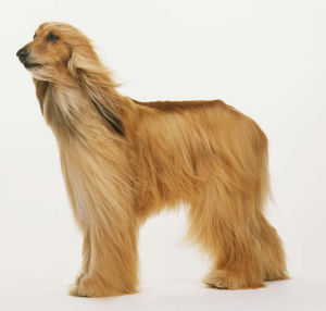 Afghan Hound