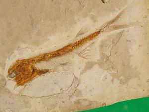 戴氏狼鰭魚 戴氏狼鰭魚