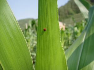 黃尾球跳甲 黃尾球跳甲
