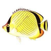 斜紋前頷蝴蝶魚 斜紋前頷蝴蝶魚
