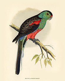 樂園鸚鵡 樂園鸚鵡