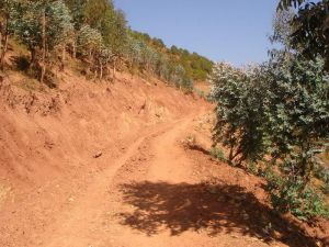 青草屋村 青草屋村