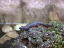 墨西哥虎紋蠑螈