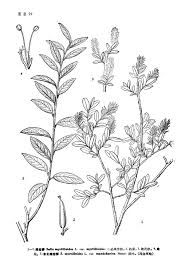 腺毛蒿組 腺毛蒿組