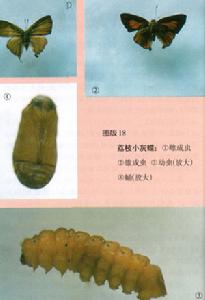 荔枝小灰蝶 荔枝小灰蝶